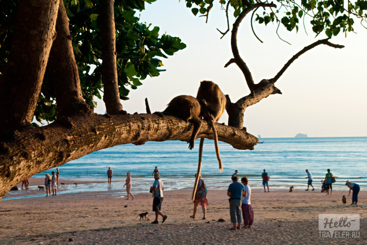 Тайские обезьяны