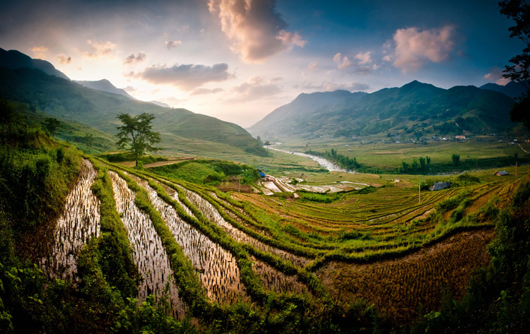 Рисовые поля, Вьетнам