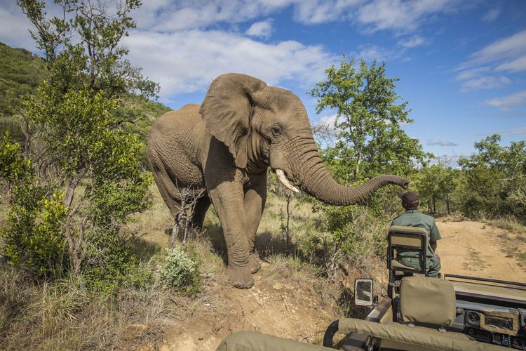 Слоны в ЮАР