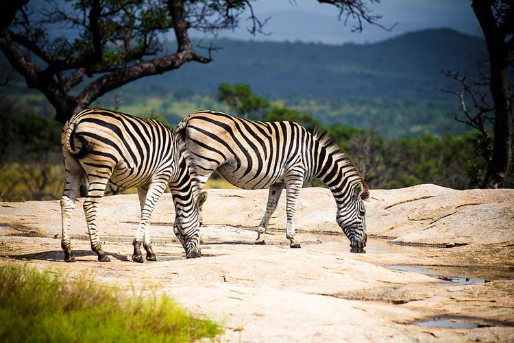 Зебры в ЮАР
