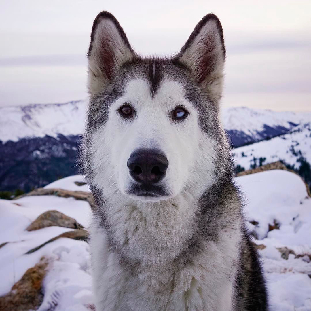 Собака волк фото