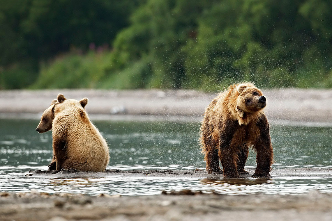 Медведи на Камчатке