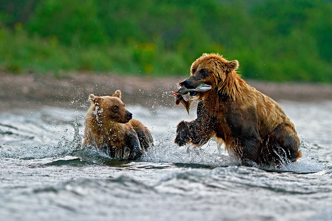 Как охотится медведь