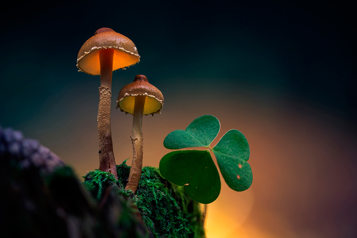 красивые грибы