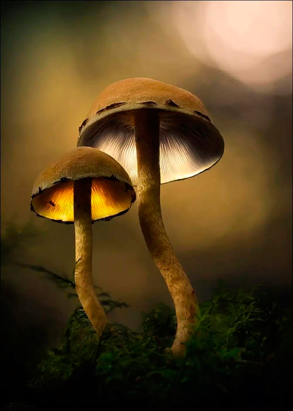 фото грибов растут