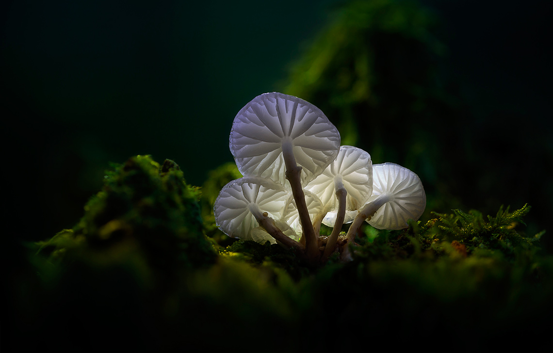 самые красивые грибы