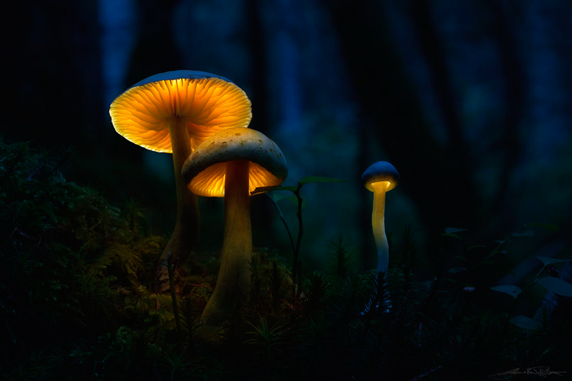 Подсветка грибов