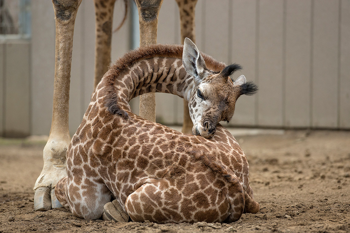 Детёныш жирафа