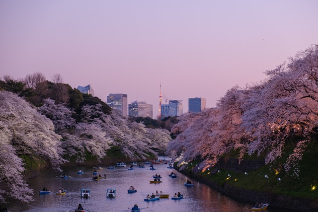 Цветение сакуры в темное время суток